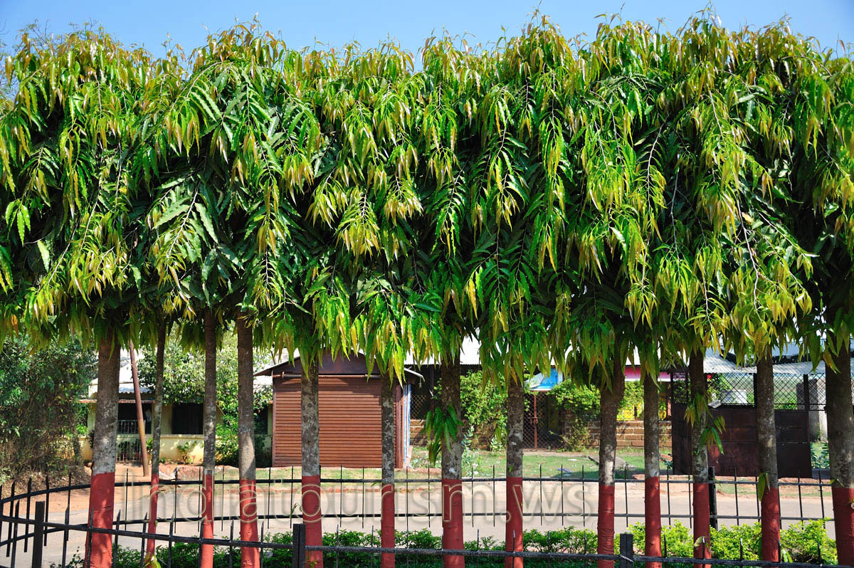 Even at the very beginning of the zoo you meet exotic plants
