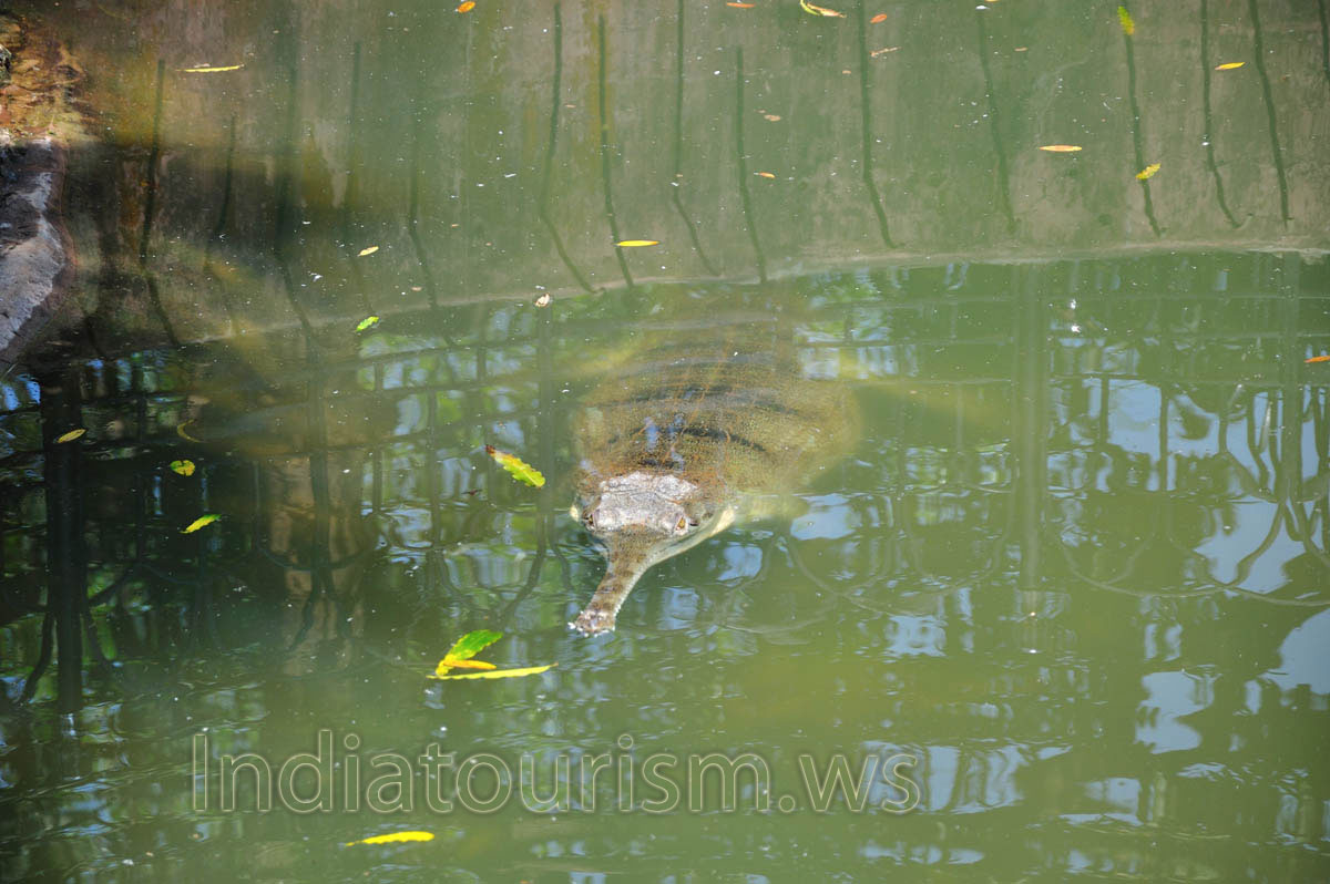 Gharial