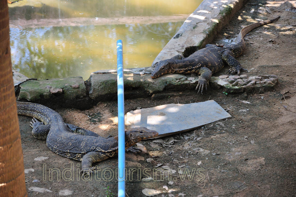 Monitor lizards