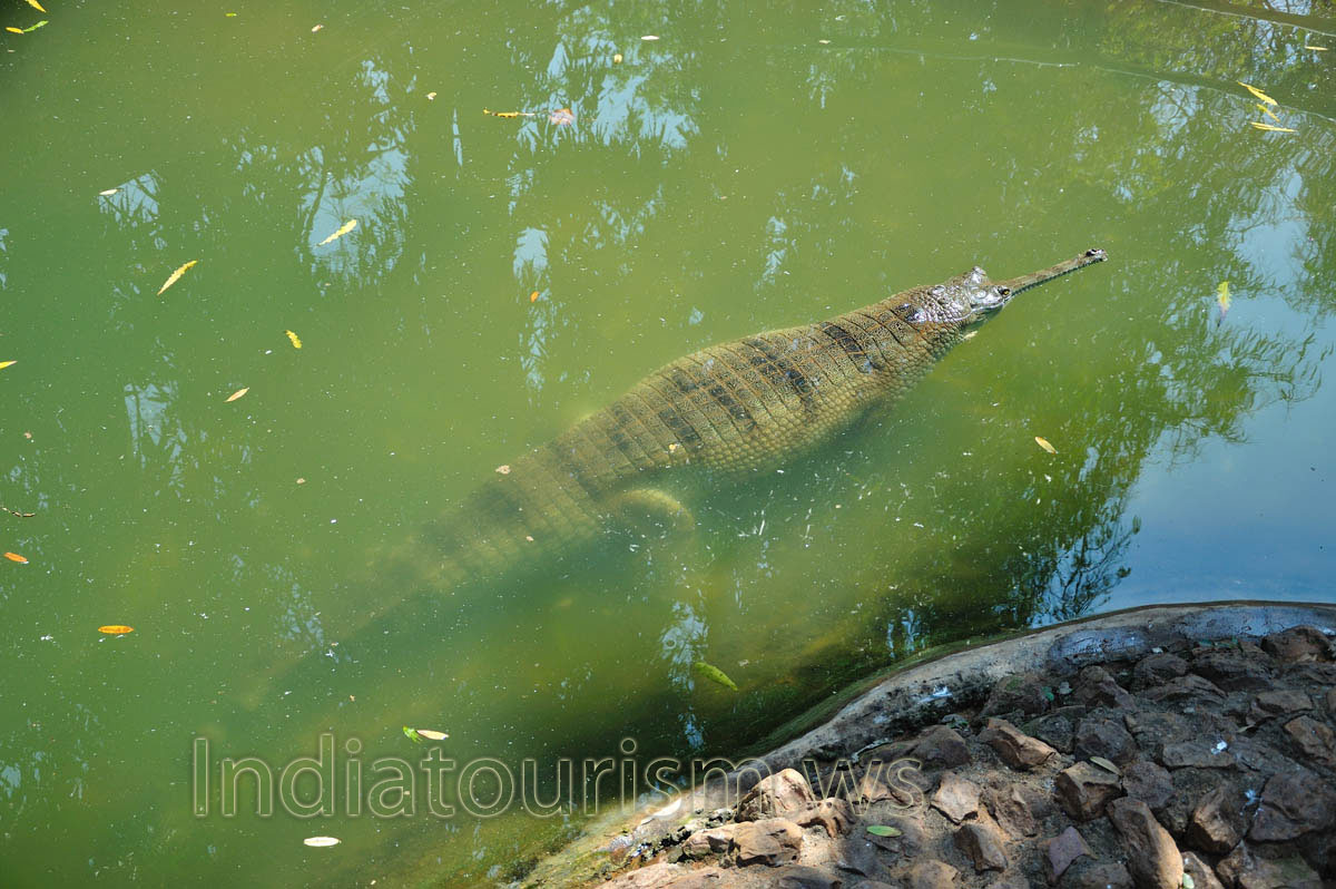 gharial in emerald pond