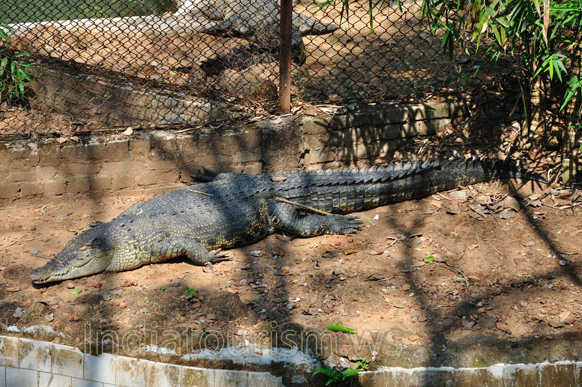 saltwater/estuarine crocodile