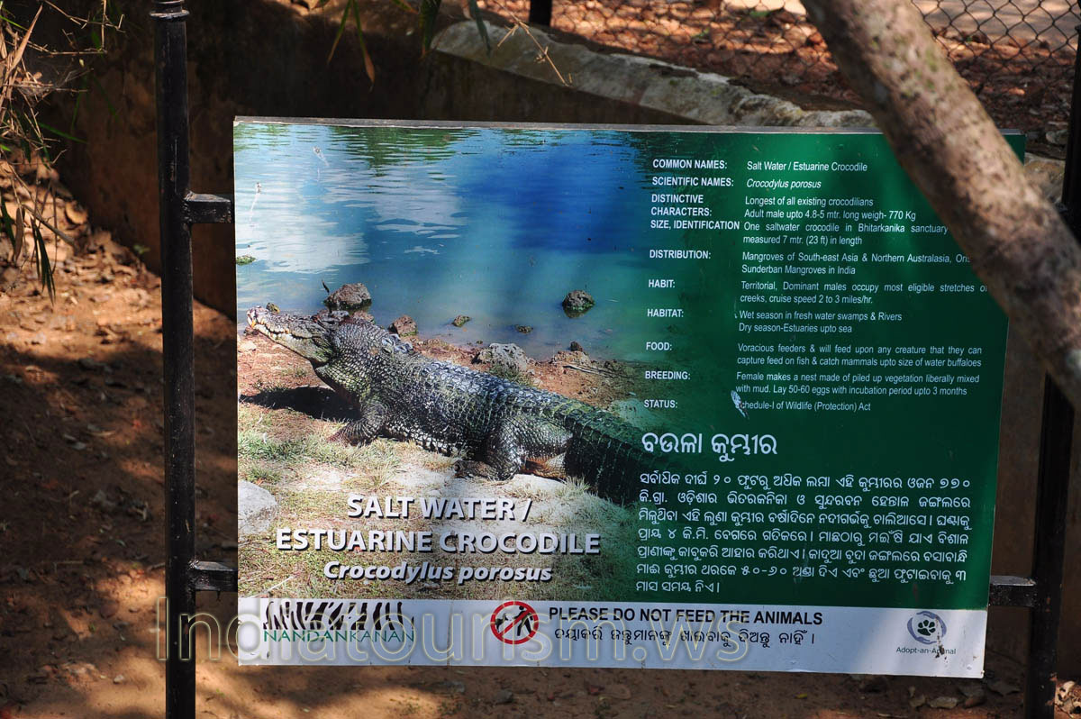 poster about saltwater crocodile