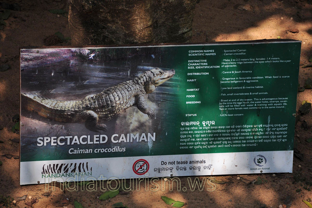poster about Spectacled caiman