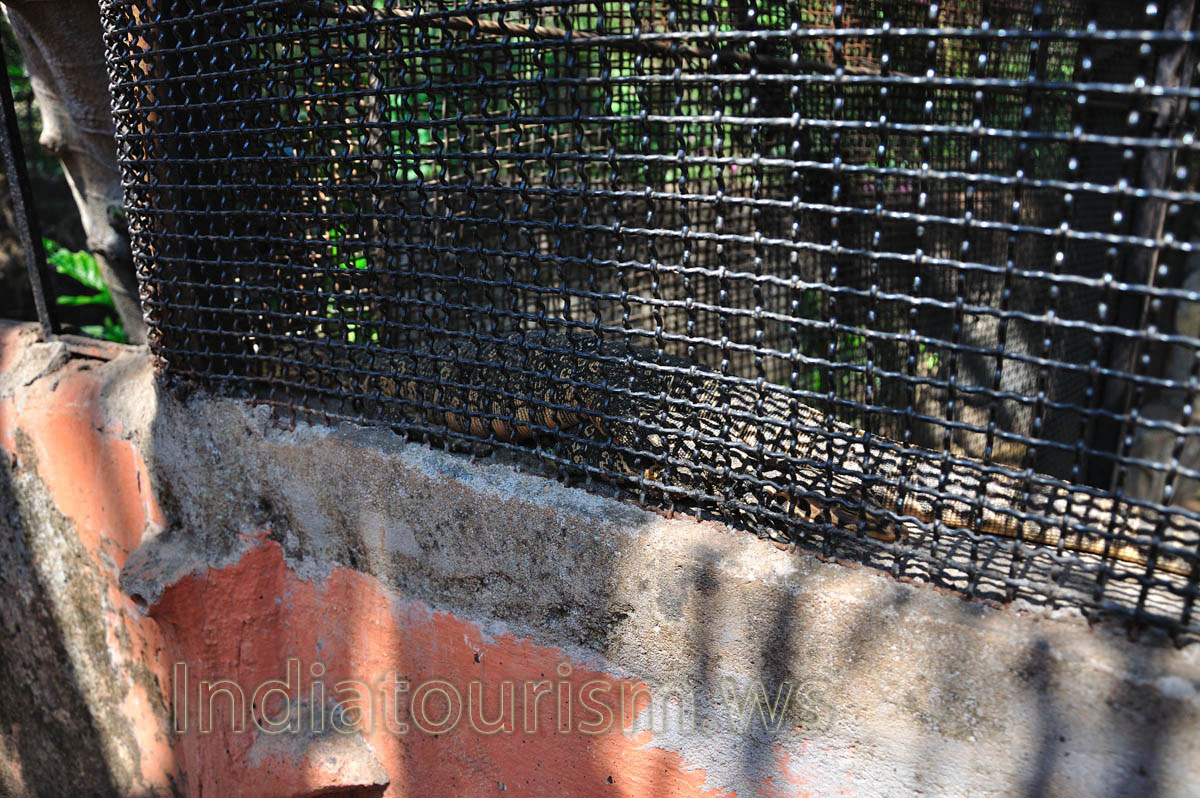 black monitor lizards