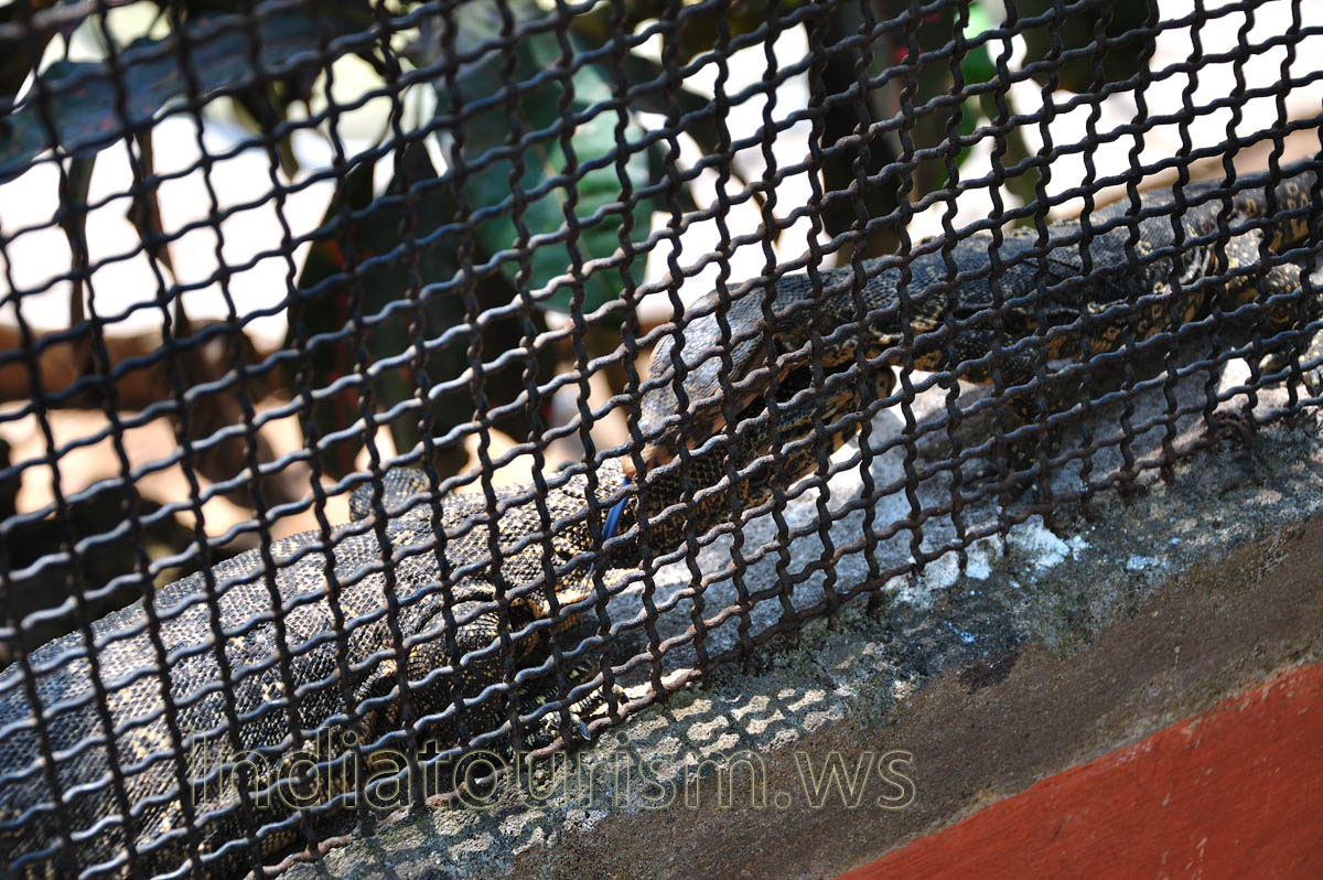 blue tongue of a monitor lizard