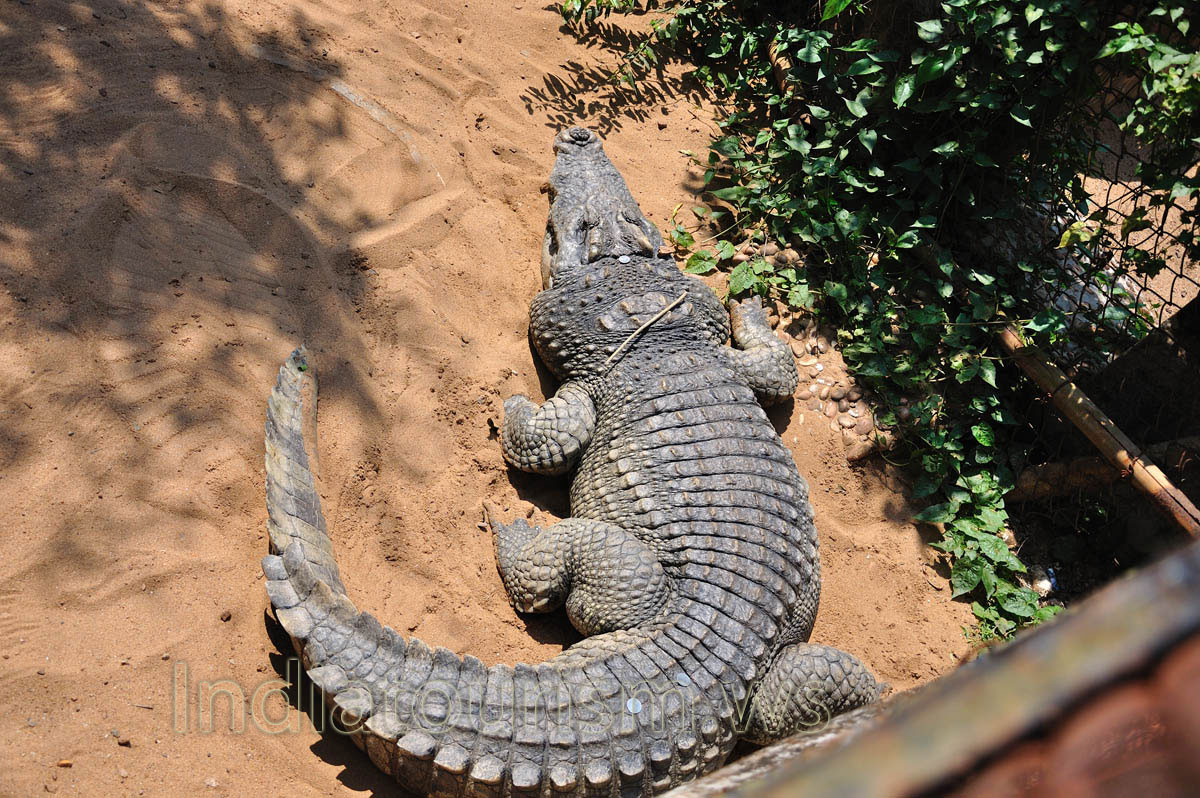 People throw coins on the back of crocodile