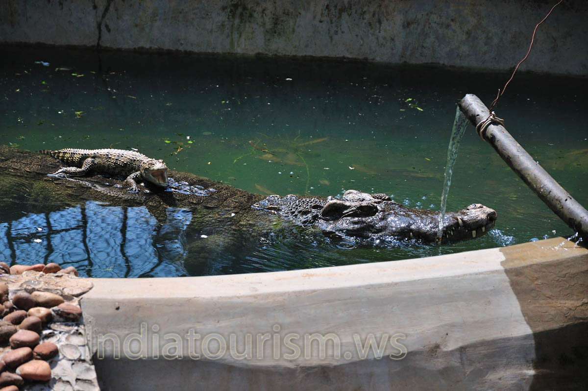 Baby crocodile is sitting on the mama's back with opened mouth