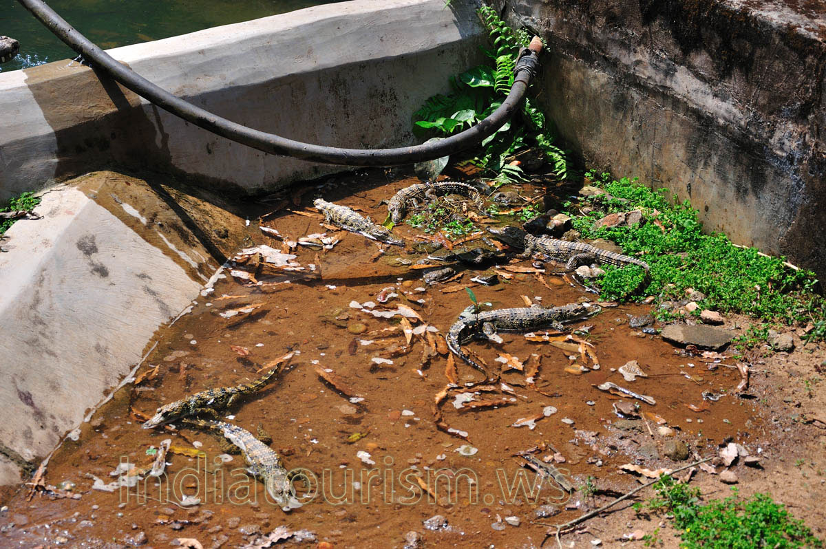 Six crocodile's babies