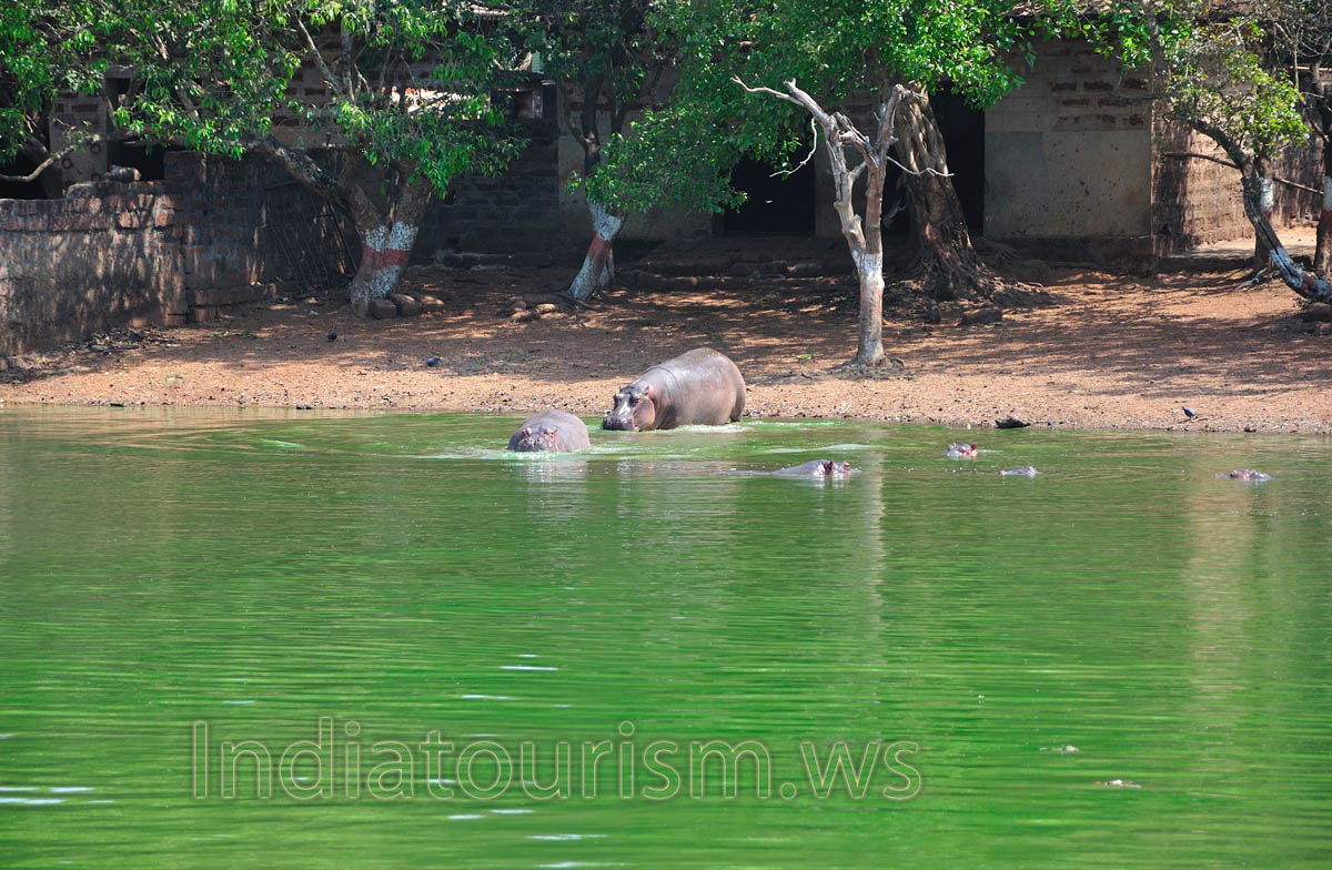 hippopotamuses