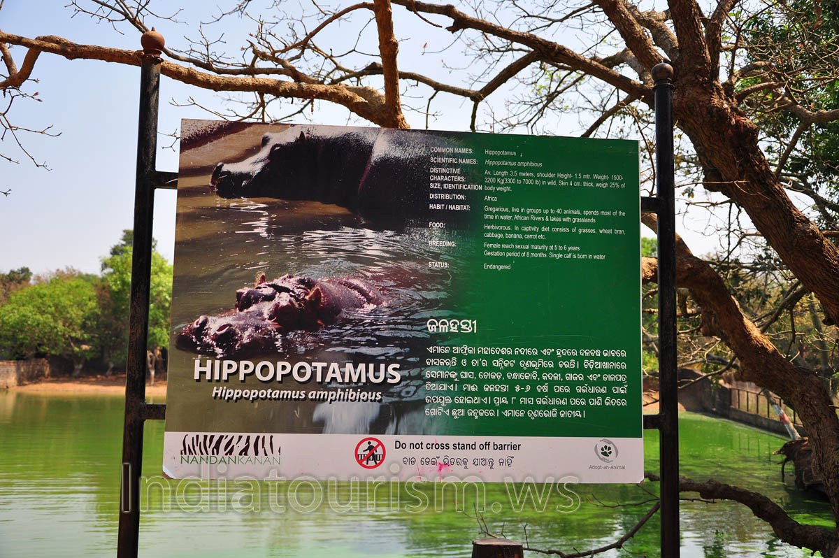 poster about hippopotamus