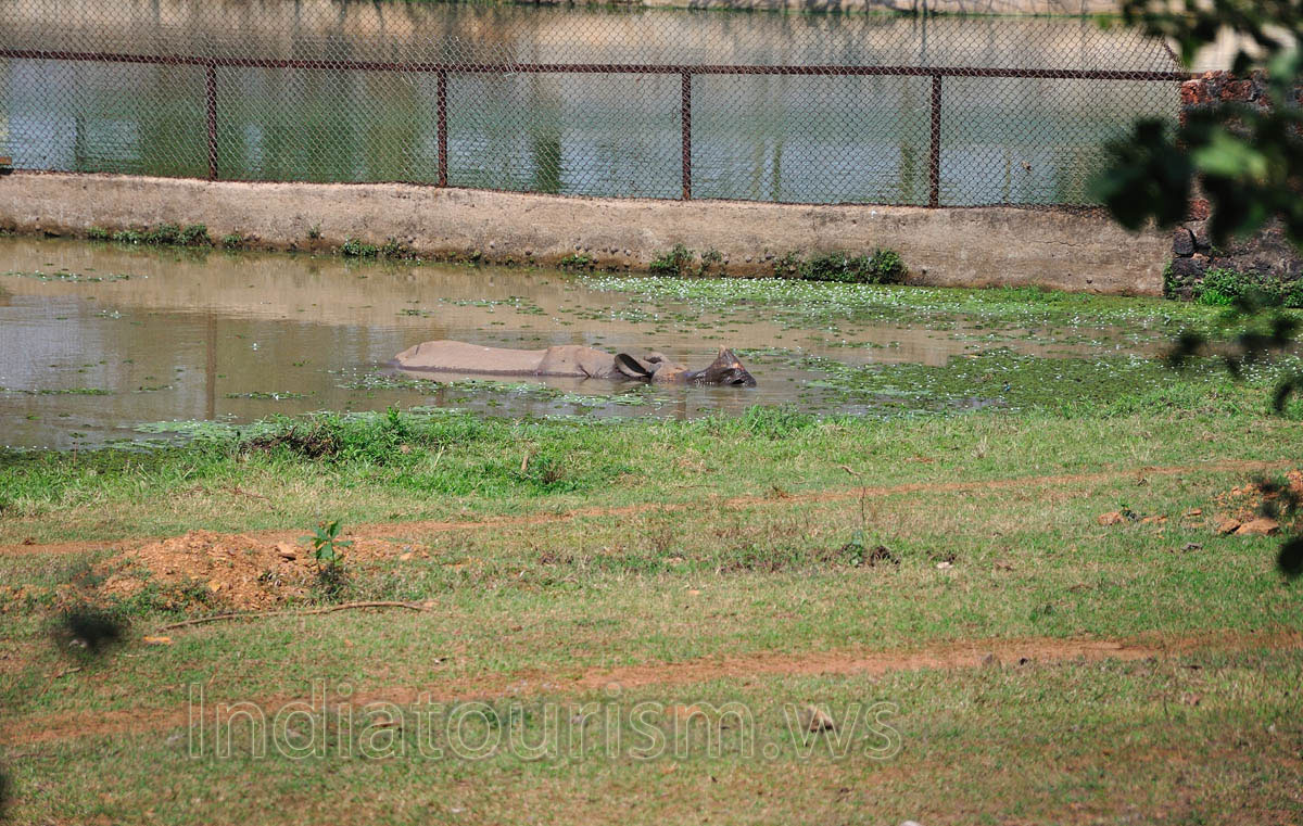 Rhino bathes in the water