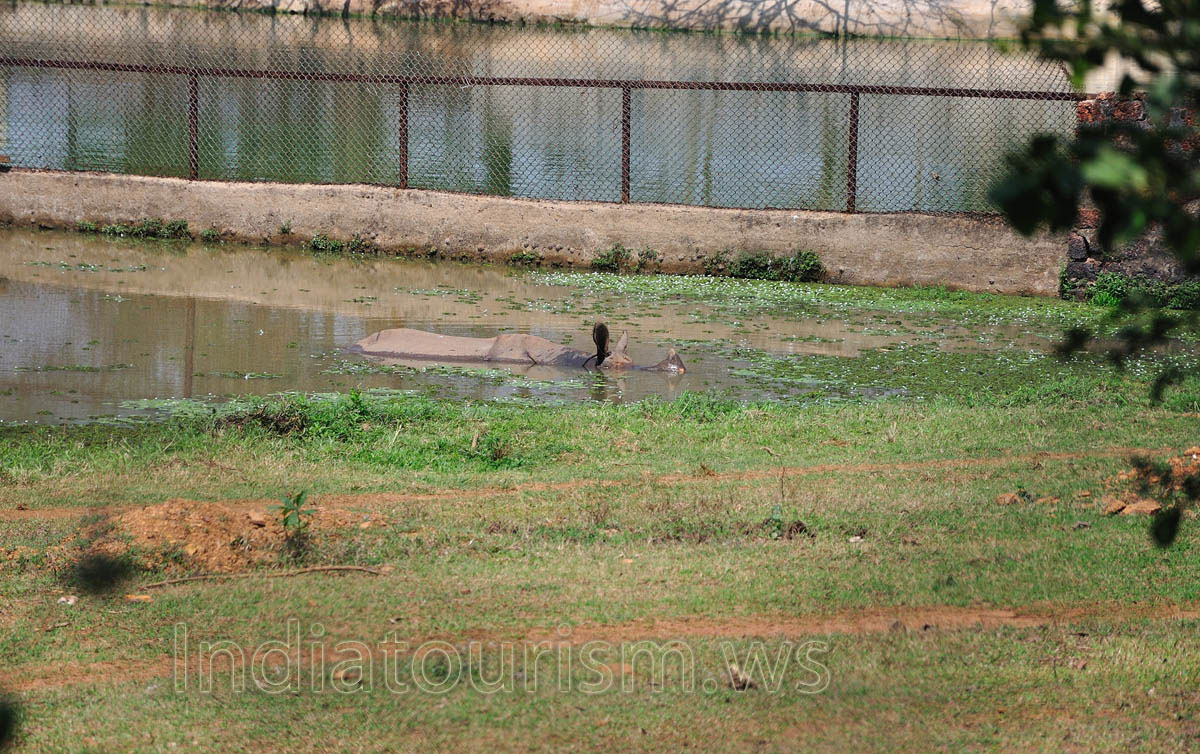 Rhino pricked up his ears