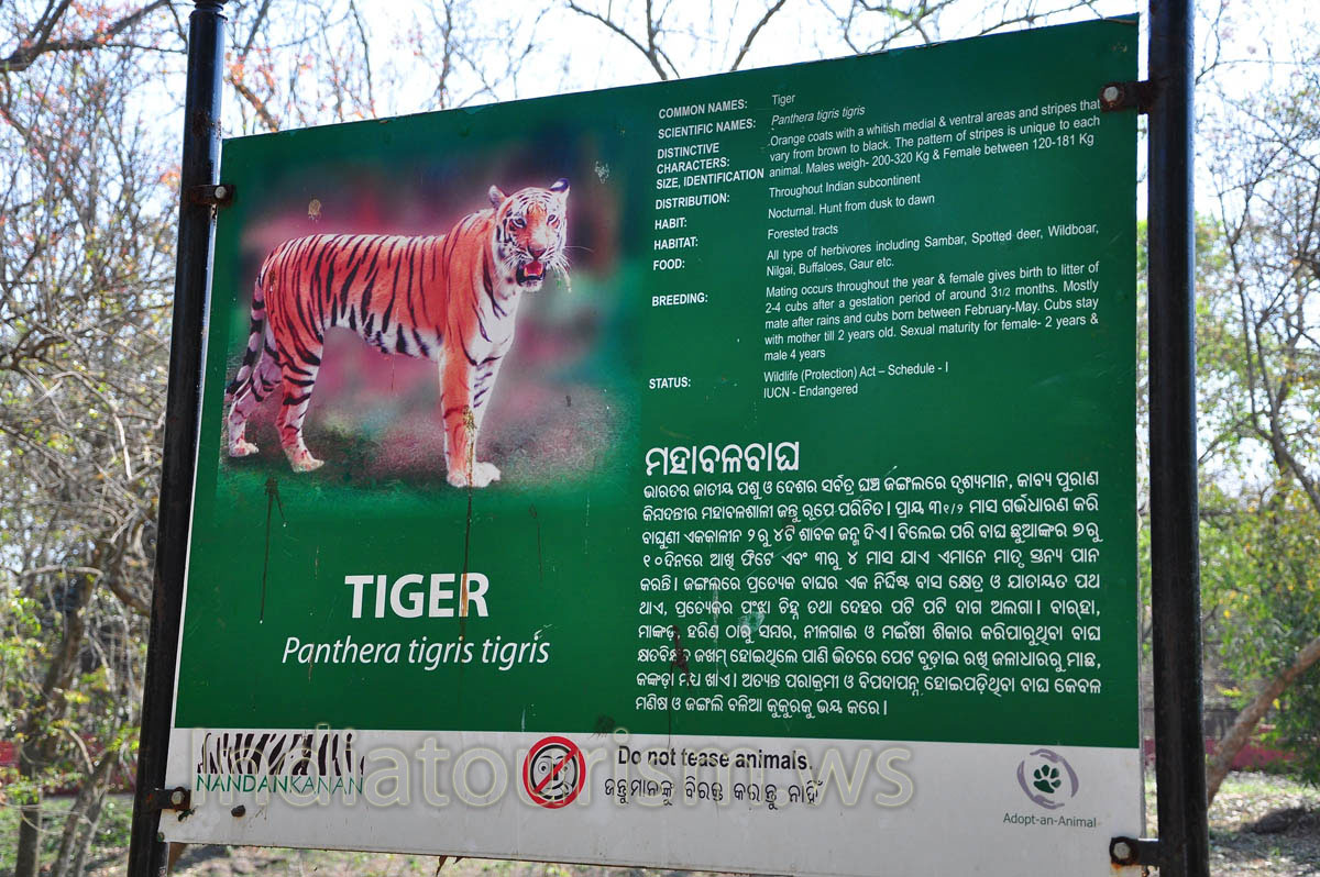 poster about tiger