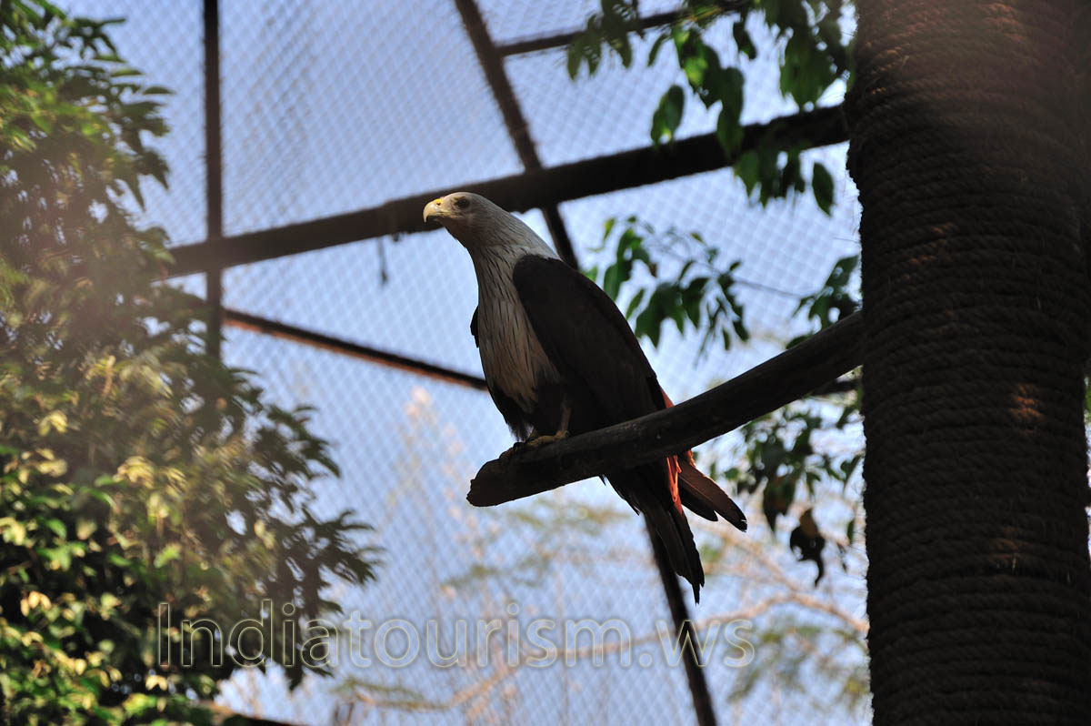 Brahminy Kite
