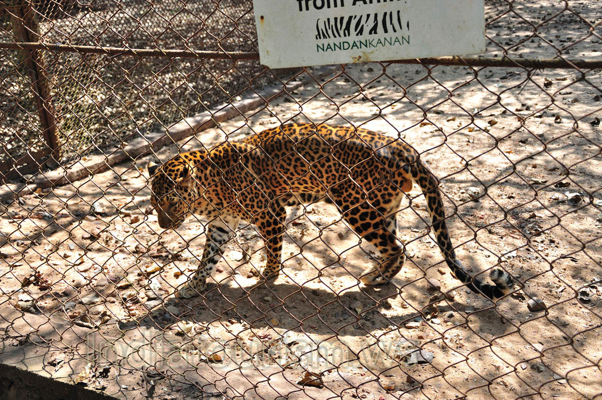 leopard (Panthera pardus)