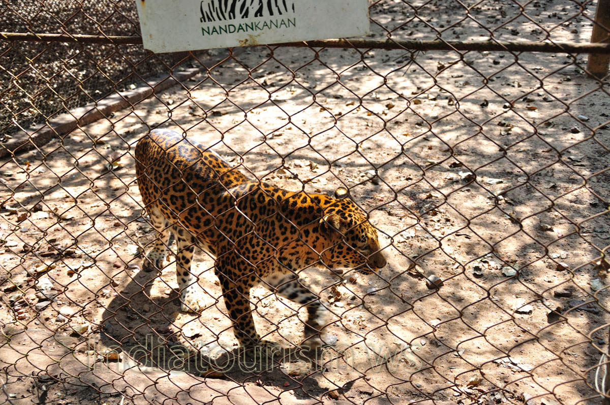 Leopard on a walk