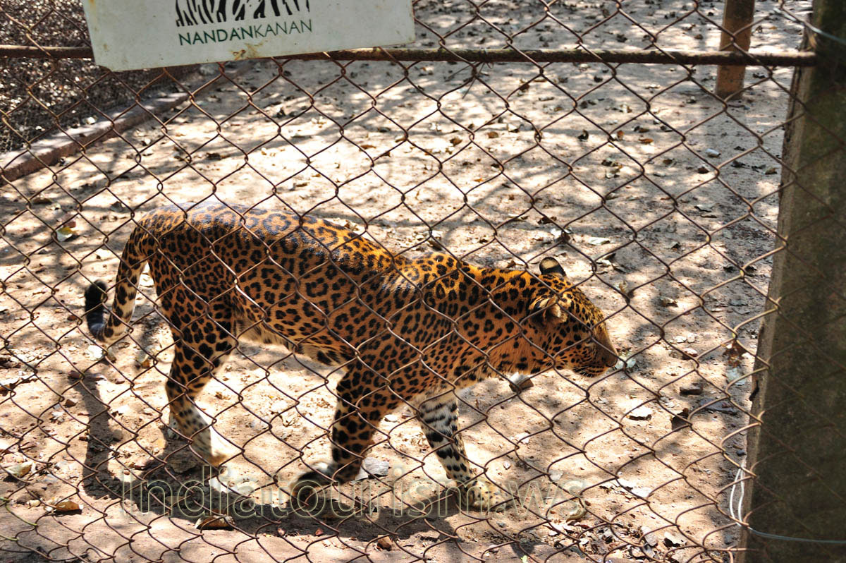 Skin of leopard is covered with black spots arranged in rosettes