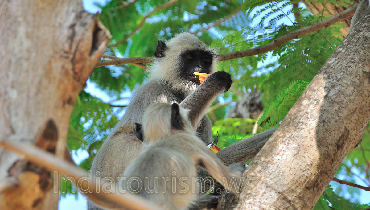 a monkey closed its eyes and enjoys by potato chips