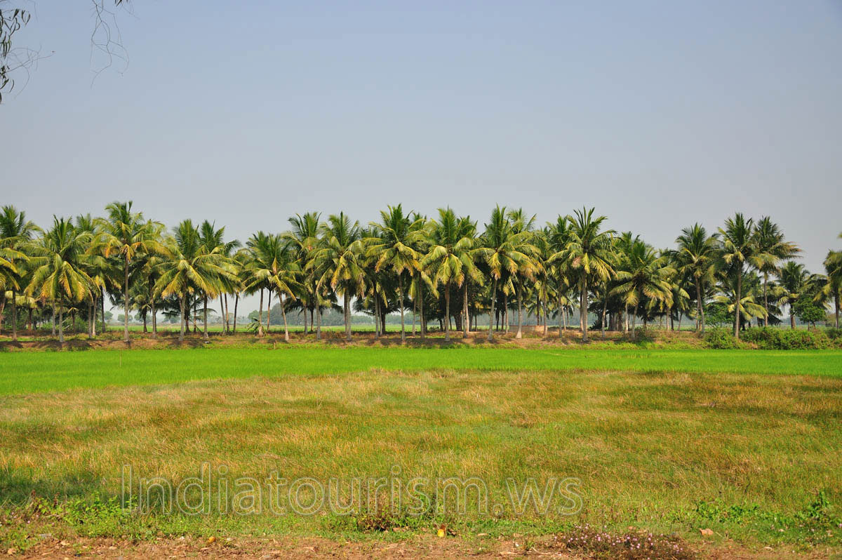 Coconut palms in Orissa state