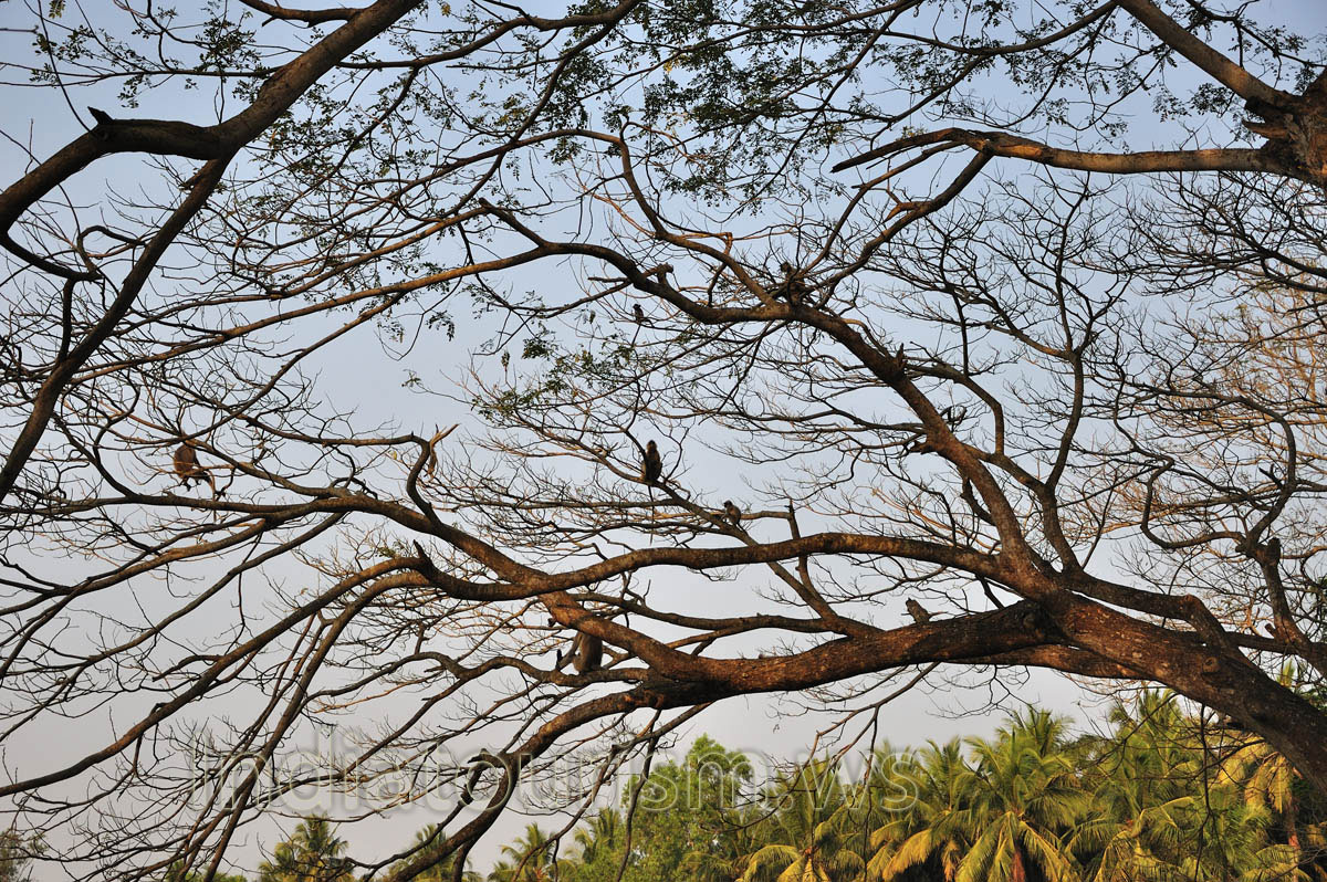 A lot of monkeys sit on the tree