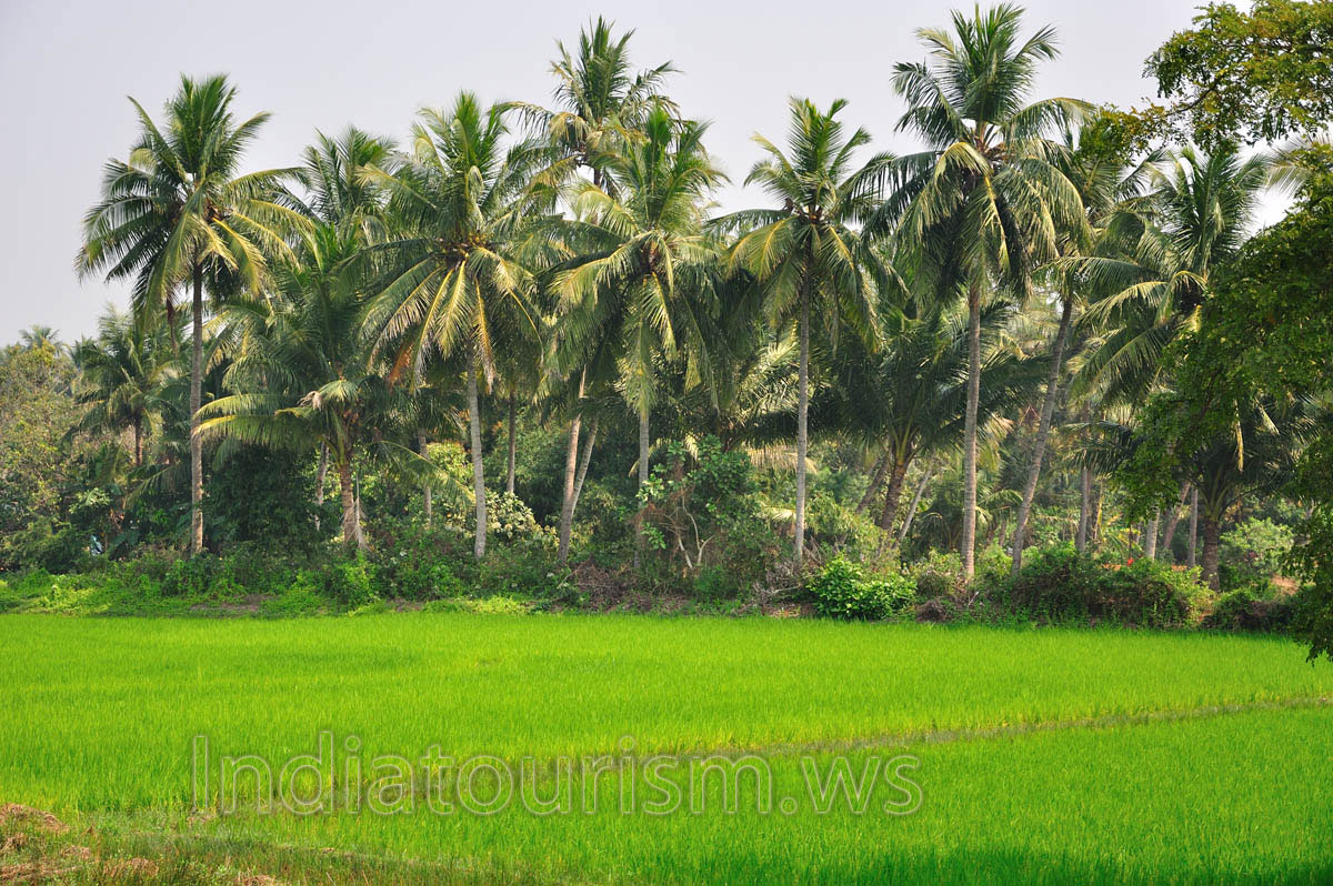 Coconut palms & rice field