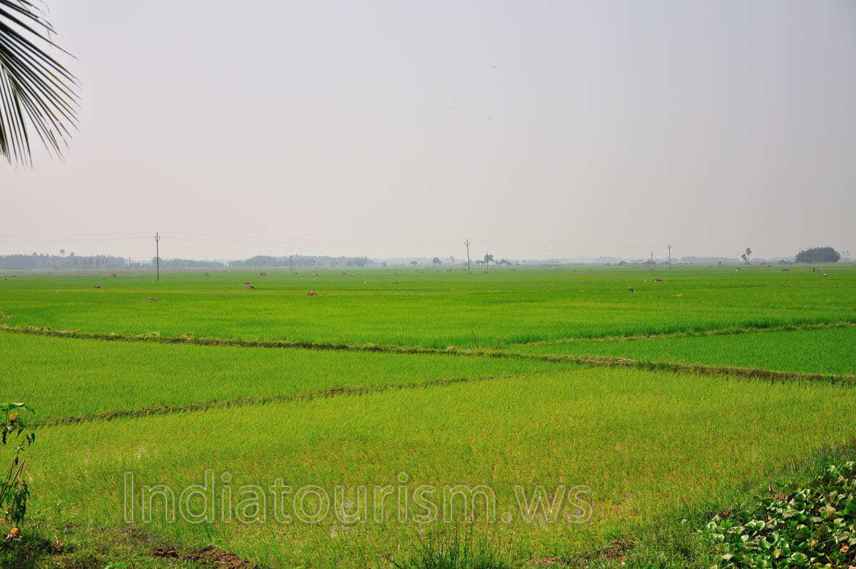 Green fields in India