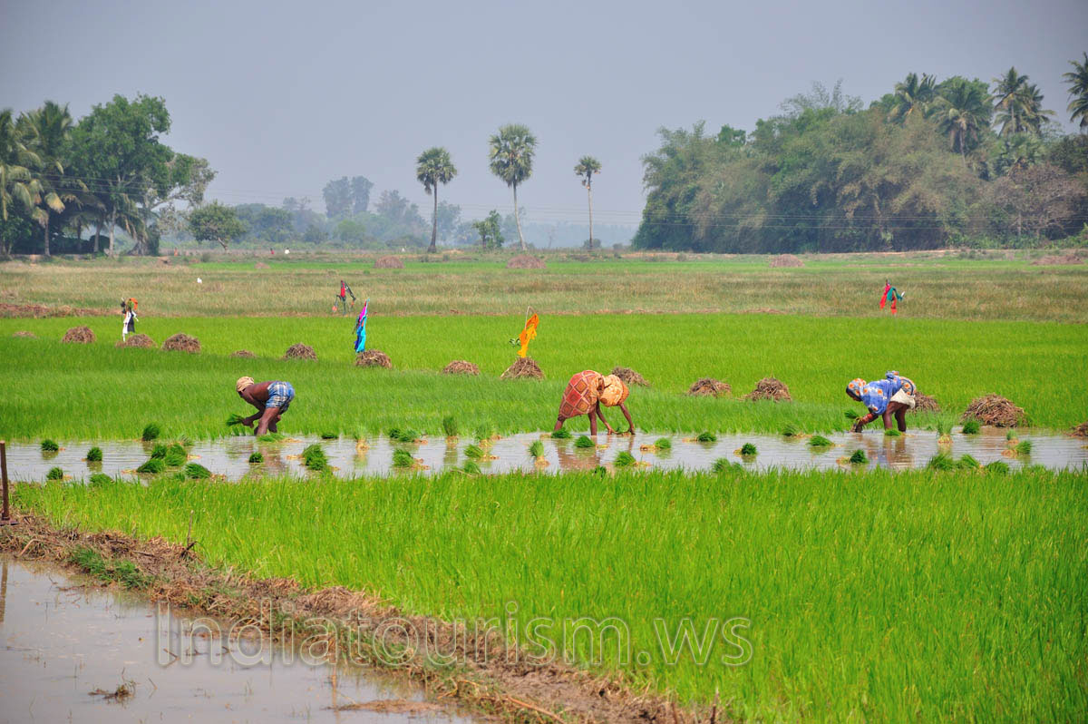 Rice farming