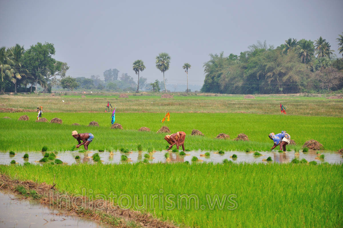 Removing seedlings from seed beds, the first step along a labour-intensive process of growing rice