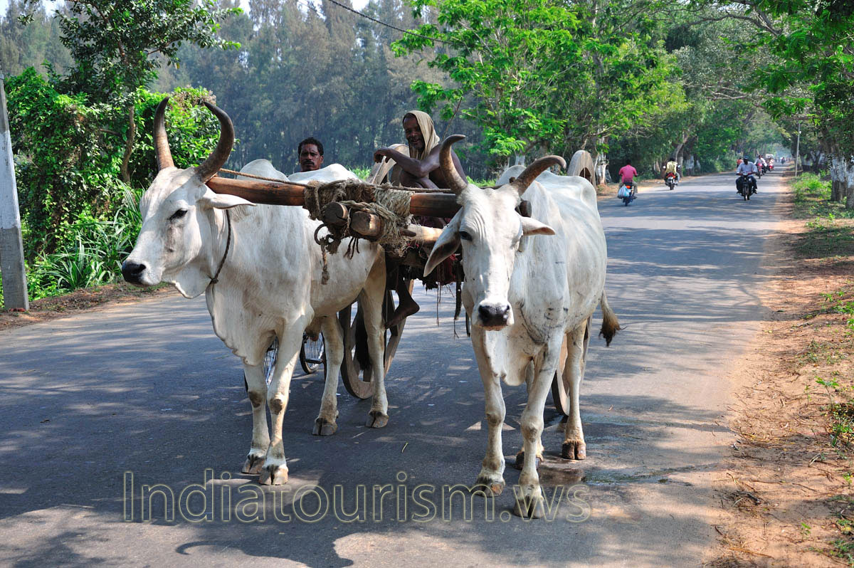 Indian bulls in harness