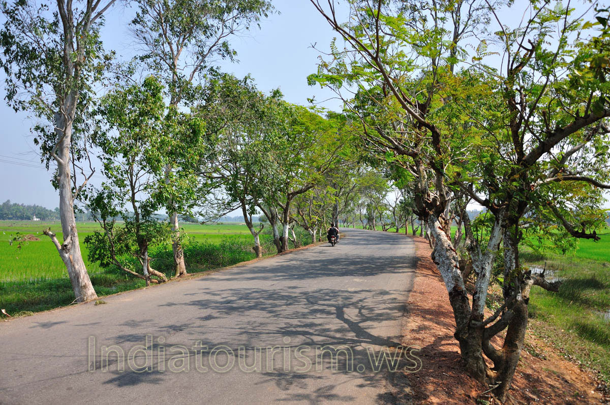 Road between rice fields