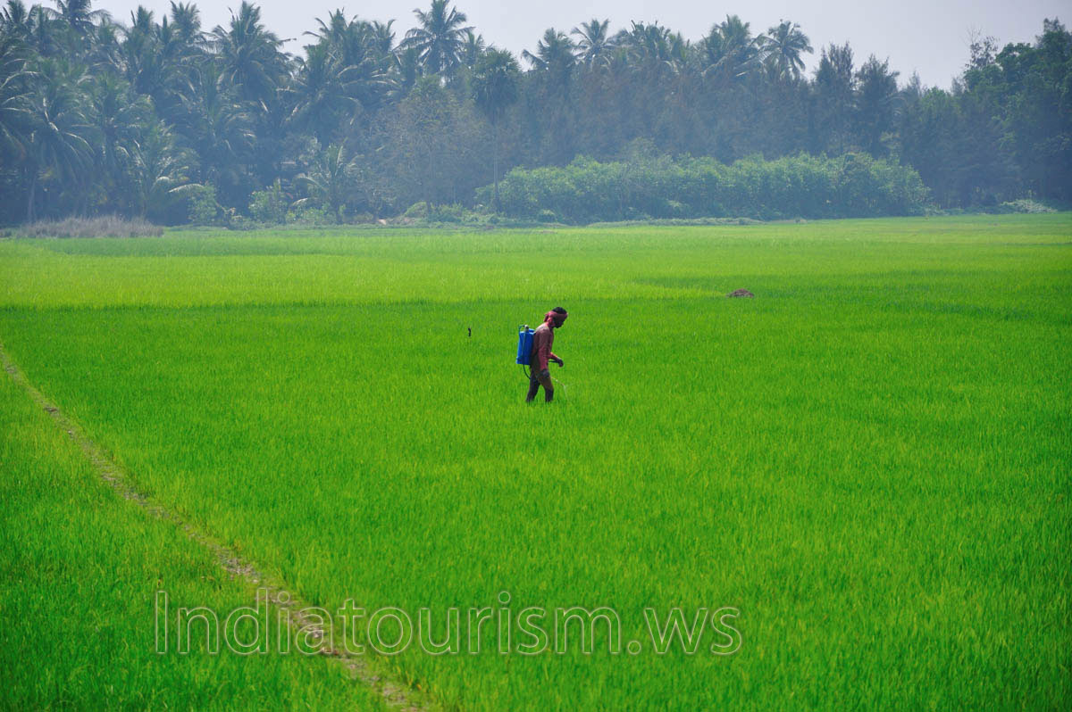 Farmer spraying rice field with herbicides