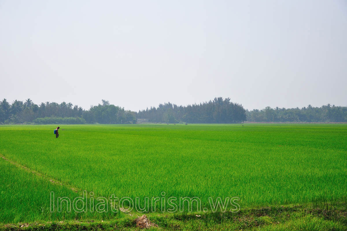 chemical treatment of rice fields