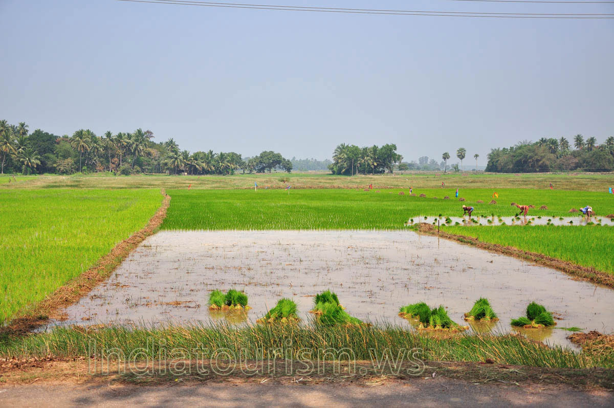 rice planting
