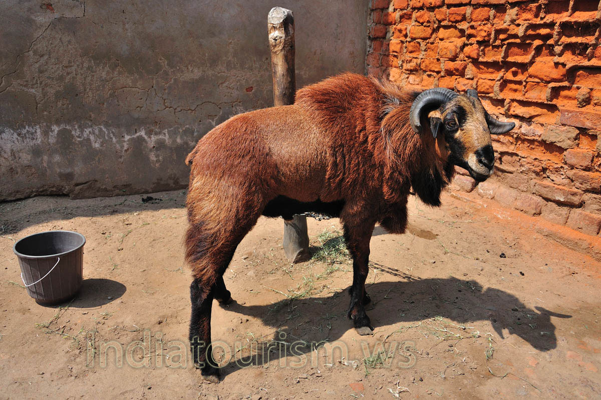 Indian brown sheep