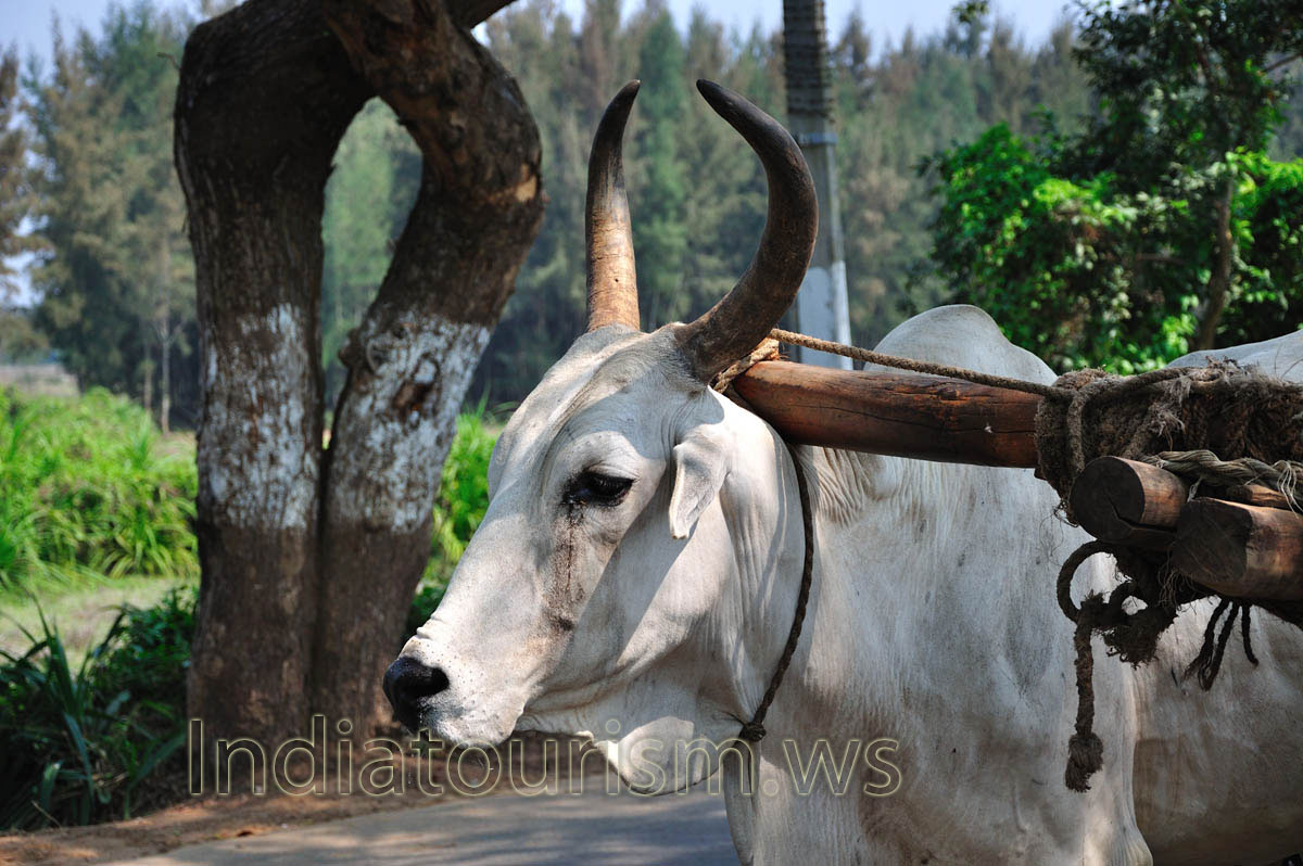 Horned head of the Indian bull