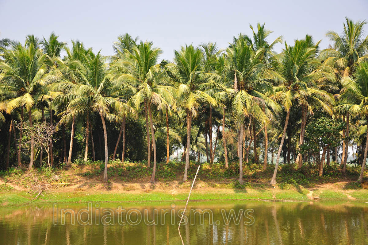 coconut palms by the pond