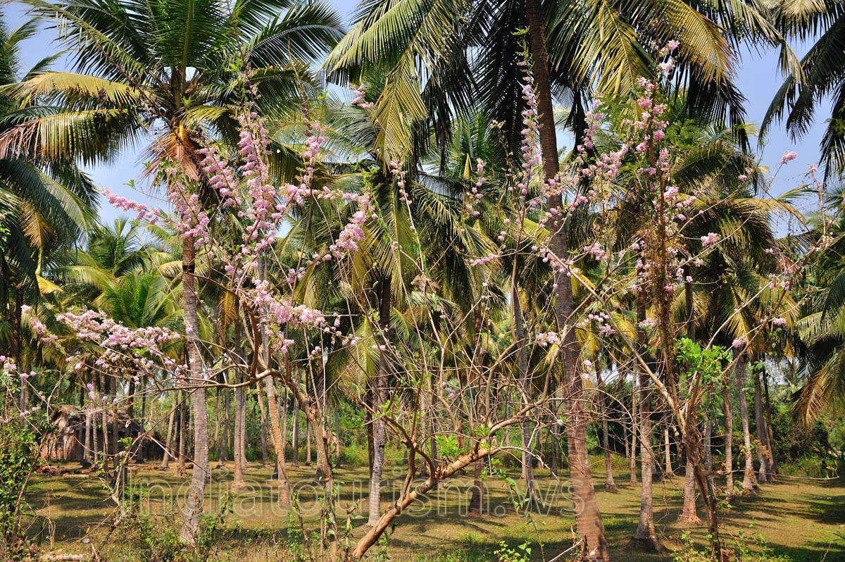 Bushes with pink flowers grow under the coconut palms