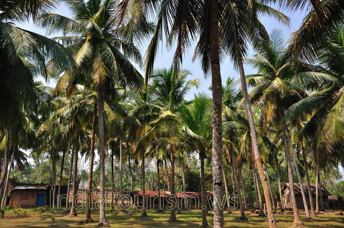 The small village built in the shade of coconut palms