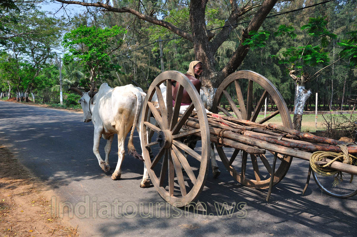 The cart with huge wheels