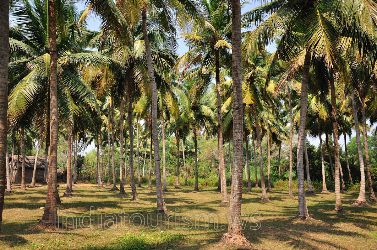 coconut palms