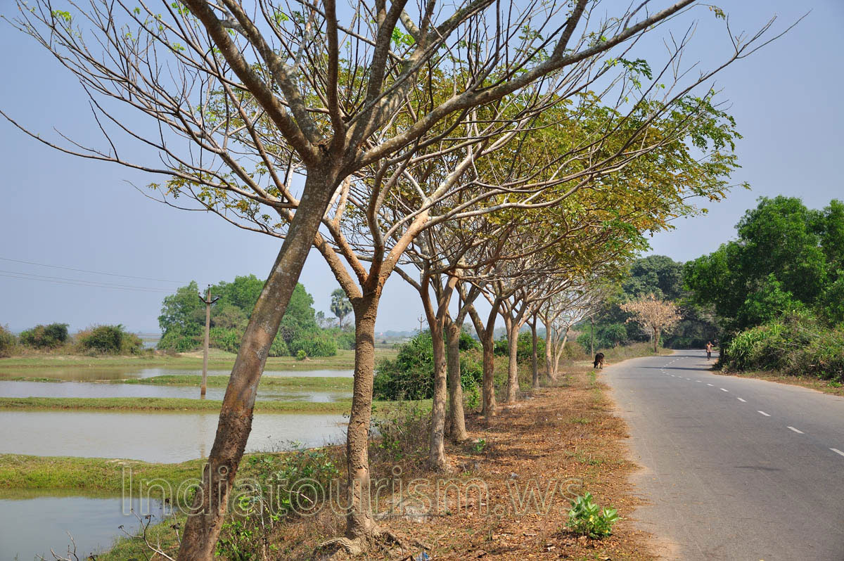 trees in the form of umbrellas