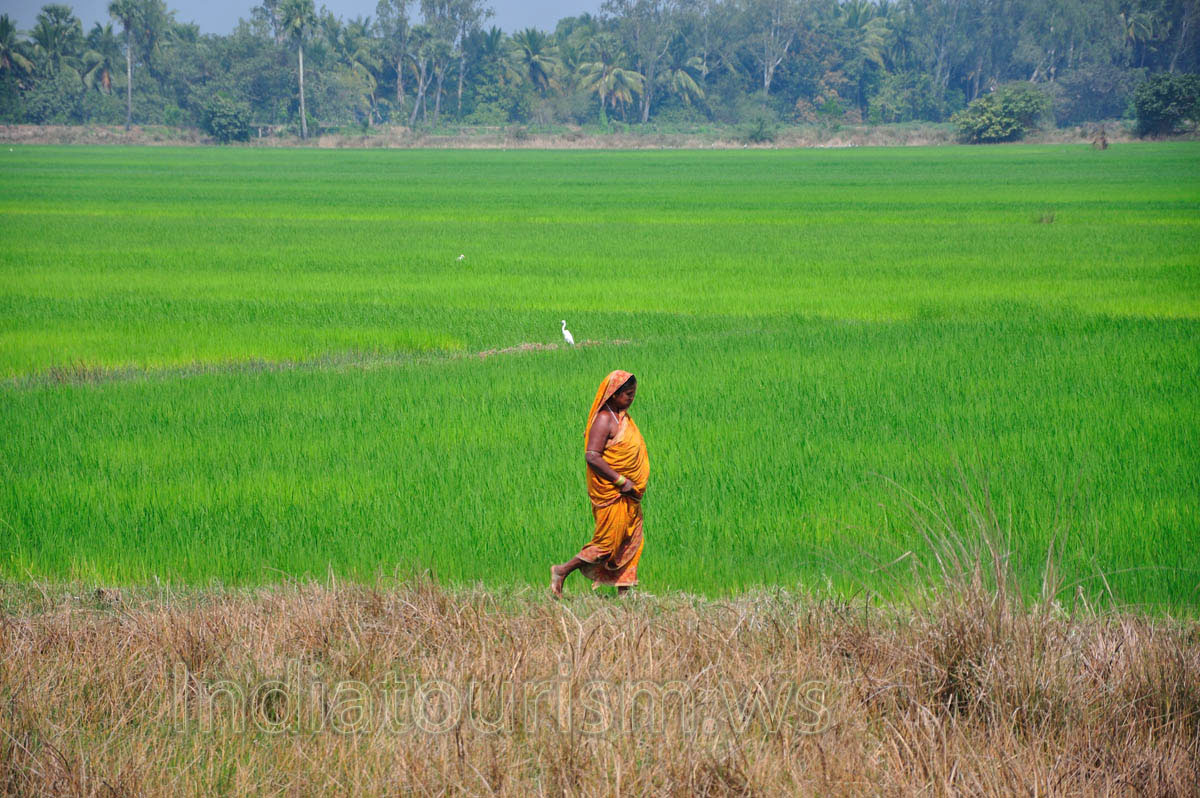 The woman employee is on rice field