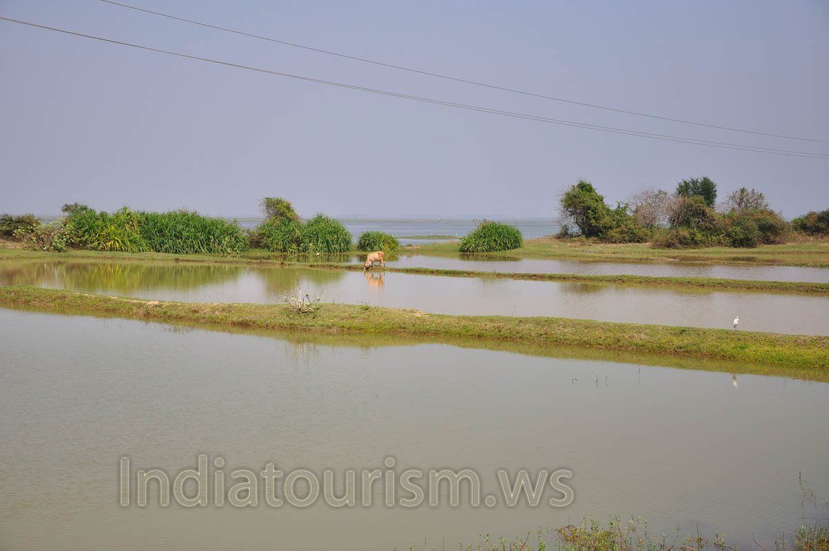 cow grazes on a thin strip of land