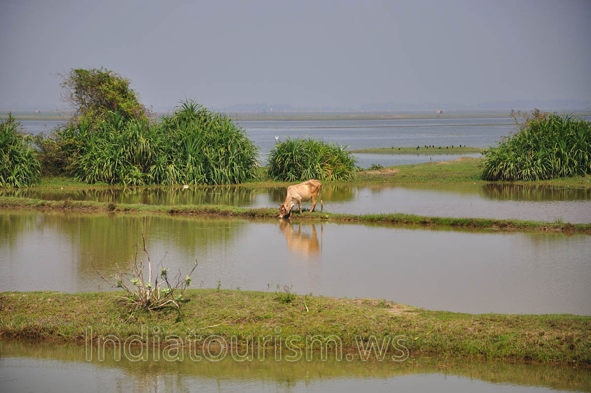 Cow is drinking water