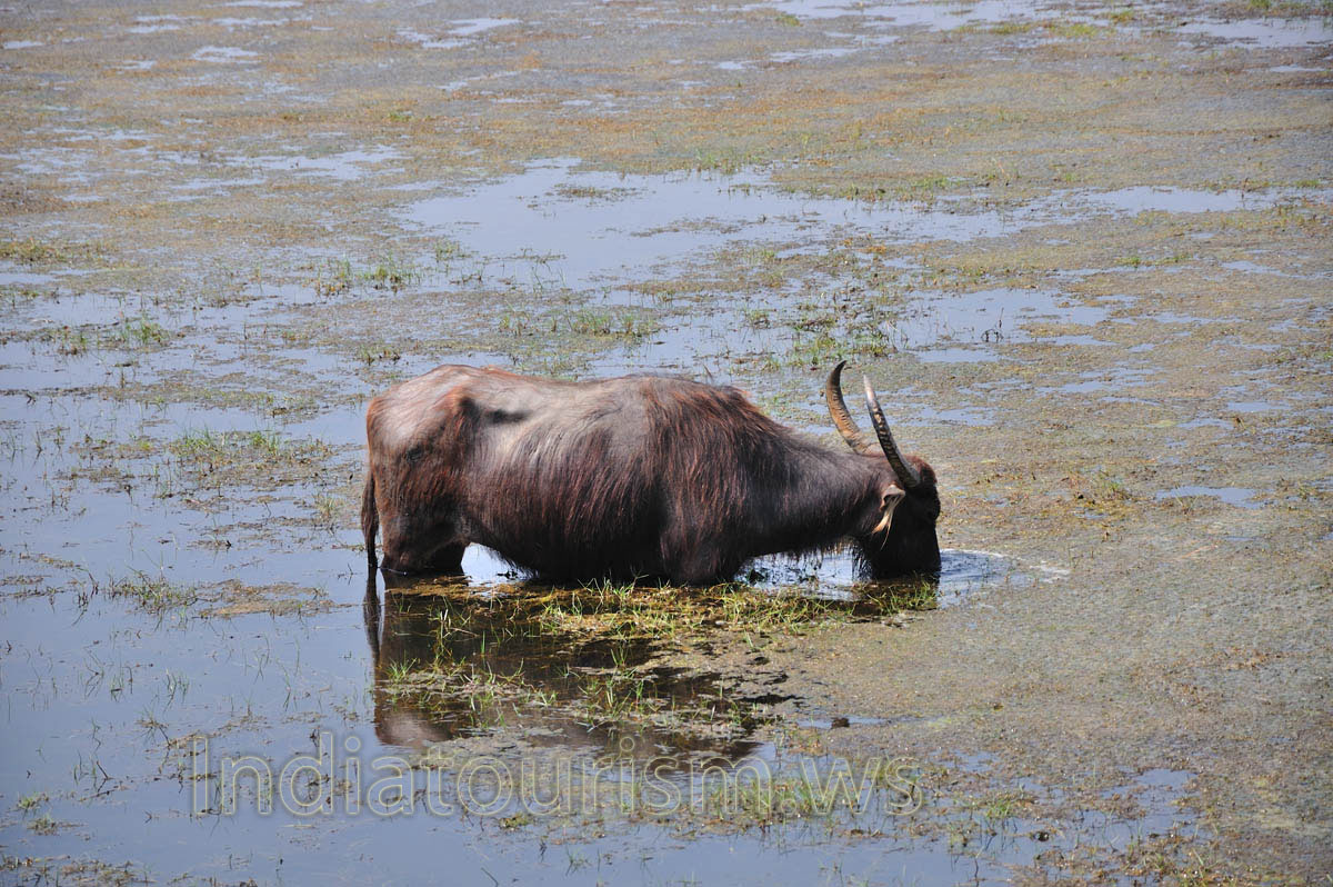 water buffalo