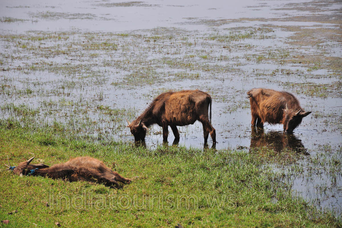 water buffalo calves