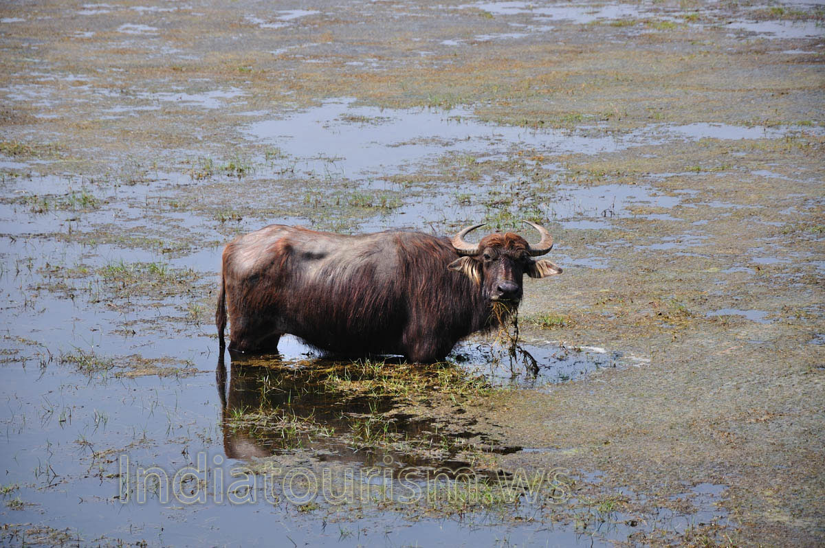 domestic Asian water buffalo (Bubalus bubalis)