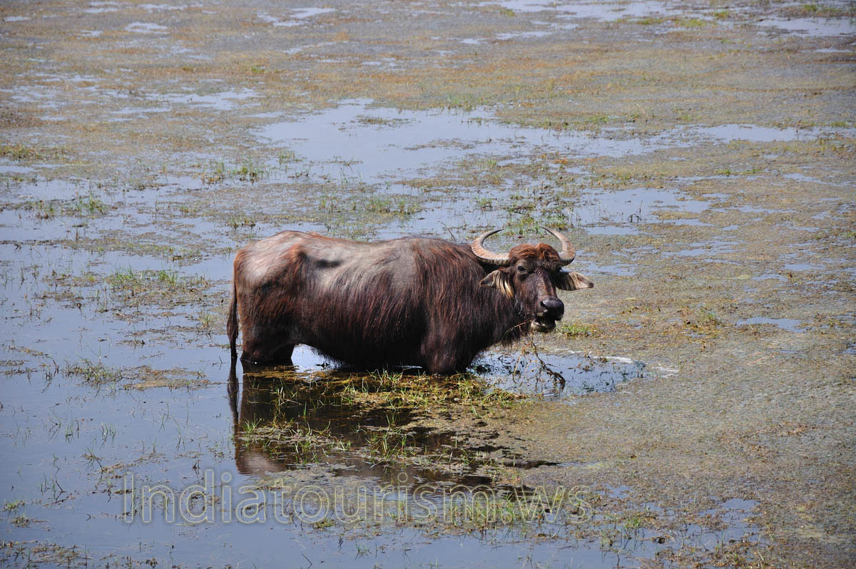 water buffalo enjoys being in water
