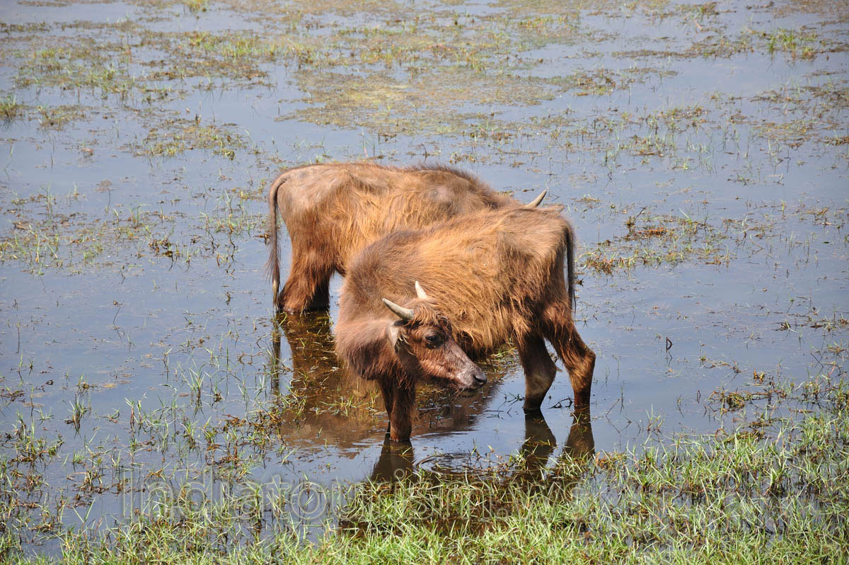 water buffalo calves graze in the water