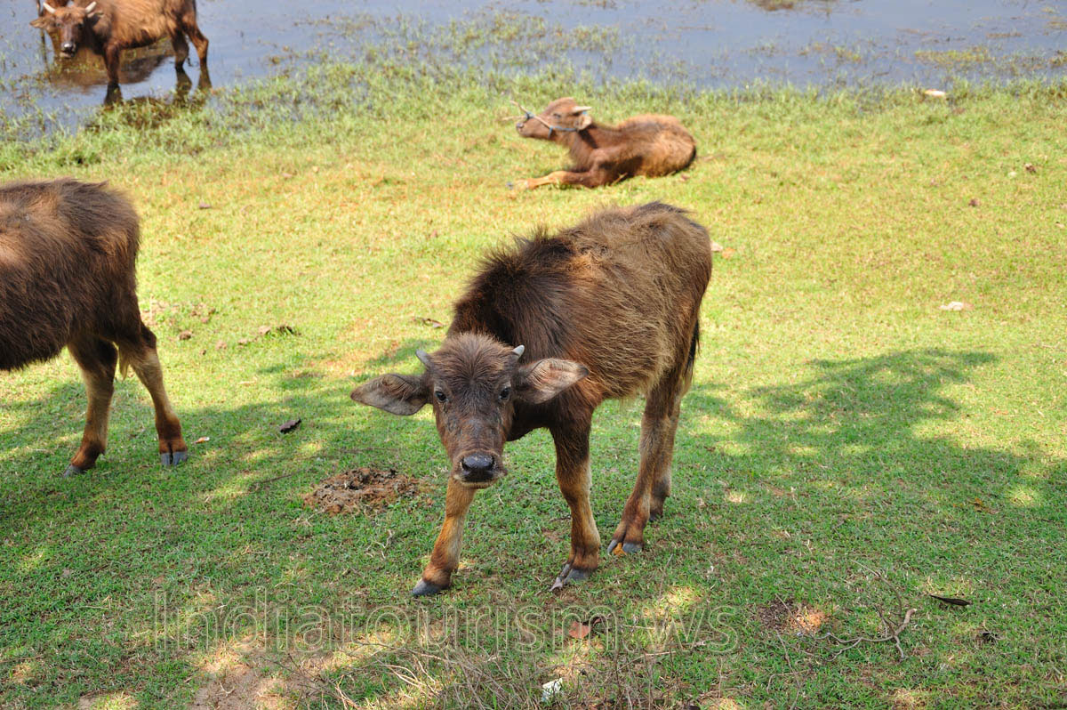 water buffalo calf looking at me